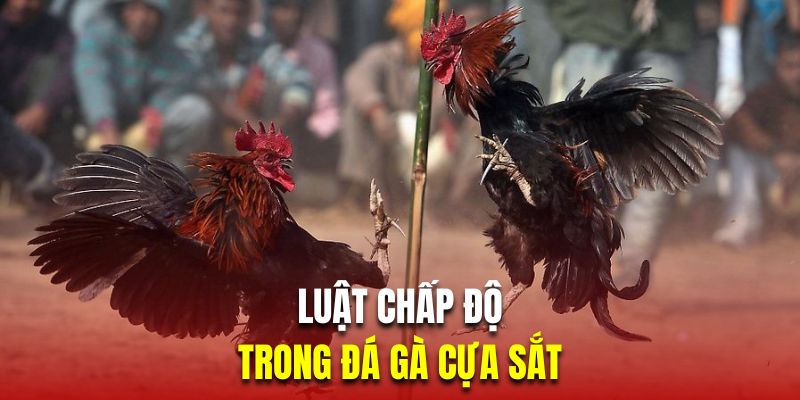 Luật chấp độ trong đá gà cựa sắt