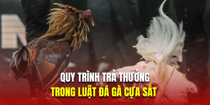 Quy trình trả thưởng trong chọi kê cựa sắt