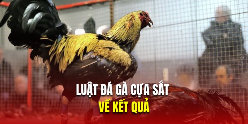 Luật đá gà cựa sắt về kết quả 