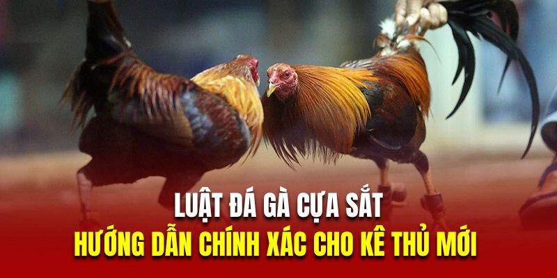 luật đá gà cựa sắt